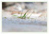 Dateiname=Nur_Gras_k.jpg
Dateigröße=501KB
Abmessungen: 1200x833
hinzugefügt am: 30. April 2021 Nur_Gras_k.jpg