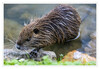 Dateiname=Nutria_01.jpg
Dateigröße=888KB
Abmessungen: 1200x830
hinzugefügt am: 24. August 2024 Nutria_01.jpg
