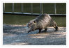 Dateiname=Nutria_04.jpg
Dateigröße=443KB
Abmessungen: 850x590
hinzugefügt am: 16. April 2018 Nutria_04.jpg