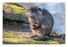 Dateiname=Nutria_06.jpg
Dateigröße=483KB
Abmessungen: 850x589
hinzugefügt am: 16. April 2018 Nutria_06.jpg