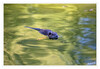 Dateiname=Nutria_06~0.jpg
Dateigröße=754KB
Abmessungen: 1200x829
hinzugefügt am: 23. August 2024 Nutria_06~0.jpg