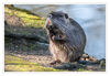 Dateiname=Nutria_07.jpg
Dateigröße=473KB
Abmessungen: 850x589
hinzugefügt am: 16. April 2018 Nutria_07.jpg
