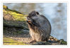 Dateiname=Nutria_08.jpg
Dateigröße=479KB
Abmessungen: 850x591
hinzugefügt am: 16. April 2018 Nutria_08.jpg