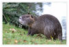 Nutria_22.jpg