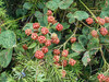 Dateiname=Obst_und_Gemuese_2C2CBrombeeren_im_Wacholder.jpg
Dateigröße=984KB
Abmessungen: 1200x900
hinzugefügt am: 27. Juli 2021 Obst_und_Gemuese_2C2CBrombeeren_im_Wacholder.jpg