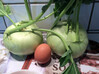Dateiname=Obst_und_Gemuese_2C2CGoliat-Kohlrabis22_Elise.jpg
Dateigröße=741KB
Abmessungen: 1200x896
hinzugefügt am: 07. Juli 2021 Obst_und_Gemuese_2C2CGoliat-Kohlrabis22_Elise.jpg