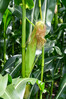 Dateiname=Obst_und_Gemuese_2C2CMaiskolben22_.jpg
Dateigröße=883KB
Abmessungen: 800x1200
hinzugefügt am: 27. Juli 2021 Obst_und_Gemuese_2C2CMaiskolben22_.jpg