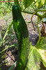 Dateiname=Obst_und_Gemuese_2C2CSelbst_gezogen22_P.jpg
Dateigröße=783KB
Abmessungen: 800x1200
hinzugefügt am: 14. Juli 2021 Obst_und_Gemuese_2C2CSelbst_gezogen22_P.jpg