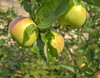 Dateiname=Obst_und_Gemuese_Braeburn.jpg
Dateigröße=976KB
Abmessungen: 1200x939
hinzugefügt am: 22. Juli 2021 Obst_und_Gemuese_Braeburn.jpg