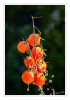 Dateiname=Obst_und_Gemuese_Nasse_Tomaten_04.jpg
Dateigröße=676KB
Abmessungen: 840x1200
hinzugefügt am: 16. Juli 2026 Obst_und_Gemuese_Nasse_Tomaten_04.jpg