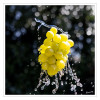 Dateiname=Obst_und_Gemuese_Nasse_Weintrauben_02.jpg
Dateigröße=868KB
Abmessungen: 1200x1200
hinzugefügt am: 15. Juli 2026 Obst_und_Gemuese_Nasse_Weintrauben_02.jpg