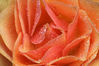 Orange_Rose_Vollansicht_04.jpg