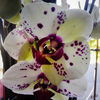 Dateiname=Orchidee.jpg
Dateigröße=470KB
Abmessungen: 850x850
hinzugefügt am: 16. Mai 2017 Orchidee.jpg