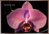 Orchidee_01.jpg