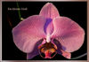 Dateiname=Orchidee_01.jpg
Dateigröße=480KB
Abmessungen: 900x630
hinzugefügt am: 28. Dezember 2006 Orchidee_01.jpg