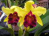 Dateiname=Orchidee_010.jpg
Dateigröße=538KB
Abmessungen: 850x638
hinzugefügt am: 02. März 2018 Orchidee_010.jpg