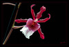 Orchidee_010~0.jpg