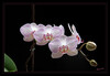 Orchidee_04.jpg
