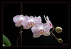 Dateiname=Orchidee_04.jpg
Dateigröße=417KB
Abmessungen: 1200x832
hinzugefügt am: 08. Januar 2022 Orchidee_04.jpg