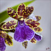 Dateiname=Orchidee_Zygopetalum.jpg
Dateigröße=615KB
Abmessungen: 850x850
hinzugefügt am: 08. November 2015 Orchidee_Zygopetalum.jpg