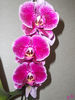 Orchidee_pink_01.jpg