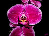 Orchidee_pink_02.jpg