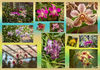 Dateiname=Orchideen_0100.jpg
Dateigröße=780KB
Abmessungen: 1024x717
hinzugefügt am: 04. Juli 2018 Orchideen_0100.jpg
