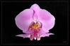 Orchideen__mit_Spiegelung_einzeln_01.jpg