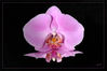 Dateiname=Orchideen__mit_Spiegelung_einzeln_01.jpg
Dateigröße=257KB
Abmessungen: 850x567
hinzugefügt am: 19. November 2008 Orchideen__mit_Spiegelung_einzeln_01.jpg