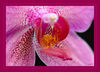 Orchideenblüte_Detail_Ausschnitt_m_R_010.jpg