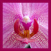 Orchideenblüte_Detail_q_01.jpg