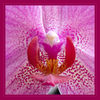 Orchideenblüte_Detail_q_01.jpg