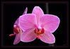 Orchideenblüten_02_Kopie_mit_Rahmen.jpg