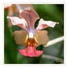 Orchideenfarm_orange_pink_01.jpg