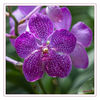 Orchideenfarm_pink_08.jpg