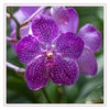 Dateiname=Orchideenfarm_pink_08.jpg
Dateigröße=571KB
Abmessungen: 850x850
hinzugefügt am: 19. Januar 2015 Orchideenfarm_pink_08.jpg
