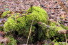 Dateiname=P1040178.JPG
Dateigröße=1279KB
Abmessungen: 1200x800
hinzugefügt am: 05. Januar 2021 P1040178.JPG