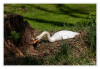 Dateiname=P_Schwan_012.jpg
Dateigröße=1115KB
Abmessungen: 1200x829
hinzugefügt am: 23. April 2025 P_Schwan_012.jpg