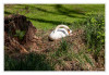 Dateiname=P_Schwan_07.jpg
Dateigröße=1385KB
Abmessungen: 1200x829
hinzugefügt am: 23. April 2025 P_Schwan_07.jpg