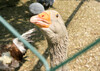Dateiname=Park_der_Sinne_K-H_Hoepfner_Neugierige_Gans.jpg
Dateigröße=162KB
Abmessungen: 1200x855
hinzugefügt am: 01. Juli 2023 Park_der_Sinne_K-H_Hoepfner_Neugierige_Gans.jpg