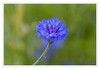 Park_der_Sinne_Kornblume_blau_k_01.jpg