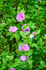 Dateiname=Perla_Alles_was_blueht_Hibiskus.jpg
Dateigröße=932KB
Abmessungen: 800x1200
hinzugefügt am: 28. August 2026 Perla_Alles_was_blueht_Hibiskus.jpg