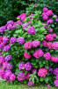 Perla_Alles_was_blueht_Hortensie.jpg
