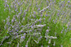 Dateiname=Perla_Alles_was_blueht_Lavendel.jpg
Dateigröße=1022KB
Abmessungen: 1200x800
hinzugefügt am: 03. August 2026 Perla_Alles_was_blueht_Lavendel.jpg
