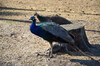 Dateiname=Perla_DSC_0320.JPG
Dateigröße=1133KB
Abmessungen: 1200x795
hinzugefügt am: 04. September 2022 Perla_DSC_0320.JPG