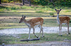 Dateiname=Perla_DSC_0399_01.JPG
Dateigröße=643KB
Abmessungen: 1200x795
hinzugefügt am: 26. September 2022 Perla_DSC_0399_01.JPG