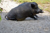 Dateiname=Perla_DSC_0544.JPG
Dateigröße=1147KB
Abmessungen: 1200x795
hinzugefügt am: 14. September 2022 Perla_DSC_0544.JPG