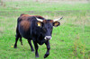 Dateiname=Perla_DSC_0650.JPG
Dateigröße=1049KB
Abmessungen: 1200x795
hinzugefügt am: 28. September 2022 Perla_DSC_0650.JPG