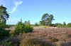 Dateiname=Perla_DSC_Heide.JPG
Dateigröße=1002KB
Abmessungen: 1200x795
hinzugefügt am: 16. Oktober 2022 Perla_DSC_Heide.JPG