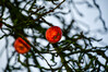 Dateiname=Perla_Frei__Dezember_ueberstanden.jpg
Dateigröße=619KB
Abmessungen: 1200x800
hinzugefügt am: 01. Januar 2025 Perla_Frei__Dezember_ueberstanden.jpg